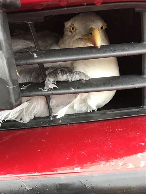 Seagull Accidentally Gets Stuck In Front Of Car - The Dodo