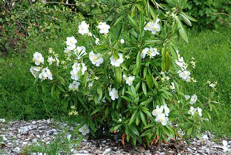 Carpenteria californica | Landscape Plants | Oregon State University