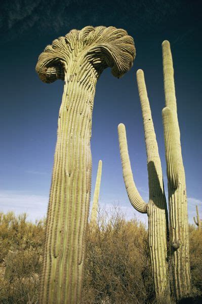 ARTFLAKES.COM | Crested saguaro, Cactus, Arizona cactus