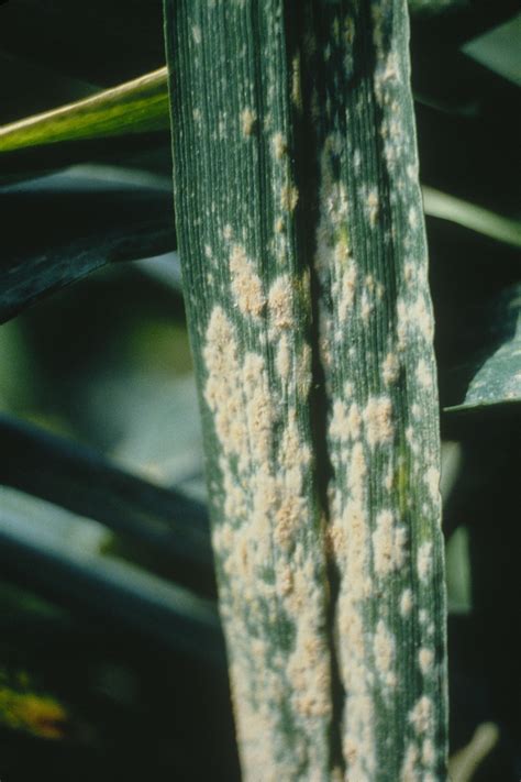 Wheat | Diseases and Pests, Description, Uses, Propagation