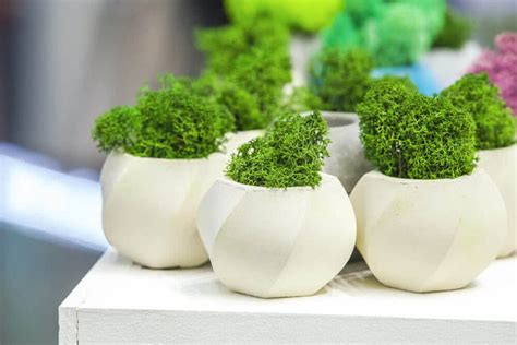 Learn how to grow moss at home