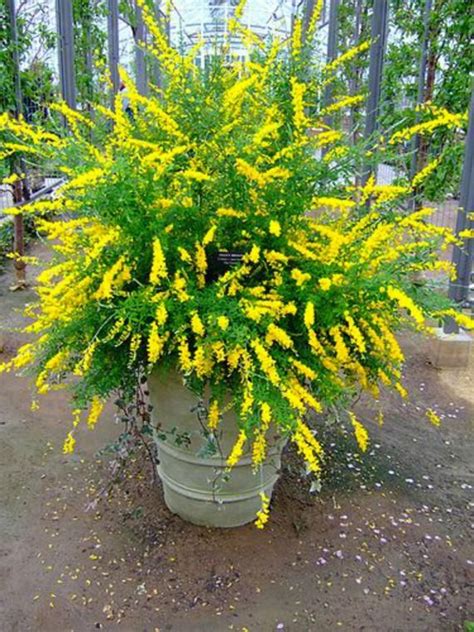 Known as Easter broom, sweet broom (Cytisus x spachianus) is a fast ...