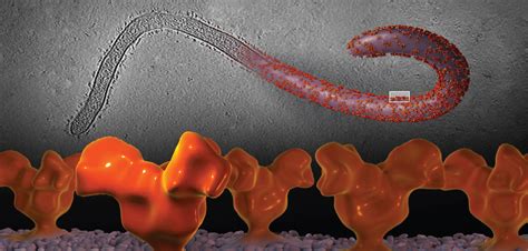 Structure of Ebola Glycoprotein Mucin-like Domain – Bartesaghi Lab