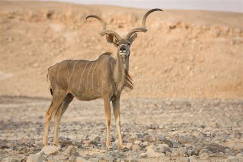 Kudu antelope stock image. Image of strepsiceros, kudu - 10432729