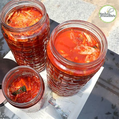 Resep Probiotik Kimchi – Bandung Permaculture