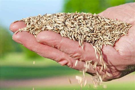 Understanding Kentucky Bluegrass Seed: A Complete Guide | LawnHelpful.com