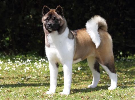 Akita For Sale - PetsForHomes Australia