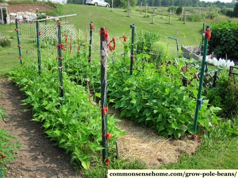 Grow Pole Beans with This Easy Trellis System