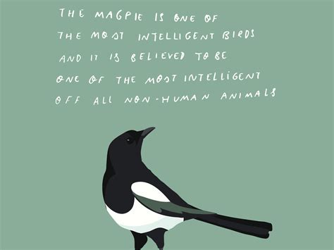 Magpie facts I by Sterre Hendriks on Dribbble