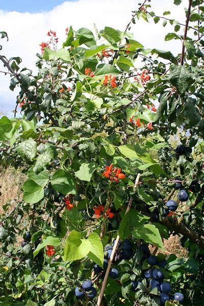 Beans growing up bullace tree #biodynamicgardening #beans #growing ...