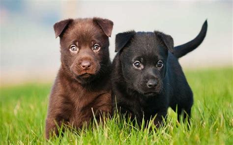 Australian Kelpie Puppies Behavior And Characteristics In Different Months Until One Year