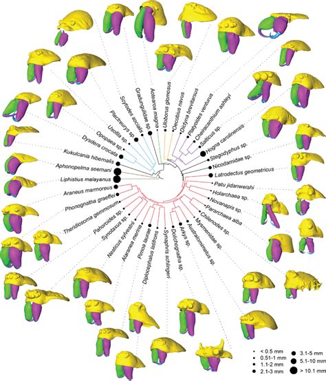 Phylogeny with clade representatives. Phylogeny based on Kallal et al ...