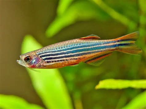 Brachydanio kyathit – Orange-Finned ‘Danio’ (Danio kyathit) — Seriously Fish