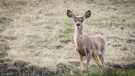 Kaibab Deer near Kaibab Plateau-North Rim Parkway - Stefan Tiesing ...