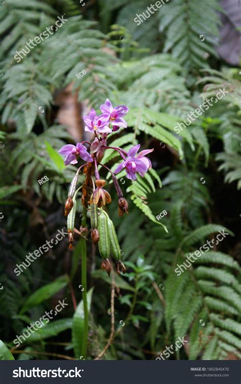 Rainforest Orchids