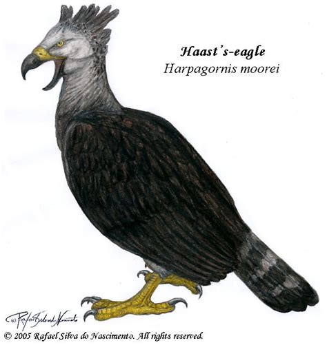 Haast's-eagle by RSNascimento on DeviantArt