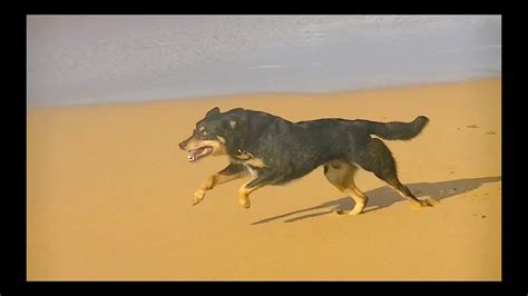 Dog Running In Epic Slow Motion 2 [HD] - YouTube