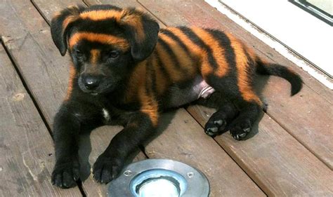 Striped Shanghai puppies painted with chemicals to dupe shoppers | South China Morning Post