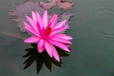 Lotus Pink Bo Water · Free photo on Pixabay