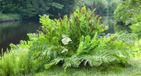 HOW TO GROW THE ROYAL FERN - Osmunda regalis |The Garden of Eaden