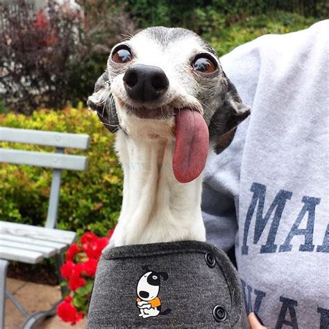 PsBattle: Dog Sticking Tongue Out | Funny looking dogs, Goofy dog, Cute ...