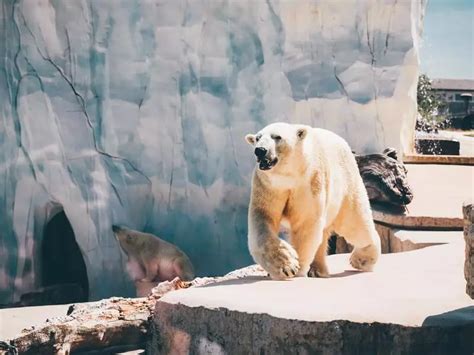 How Strong Are Polar Bears? [Strength Facts & Info]