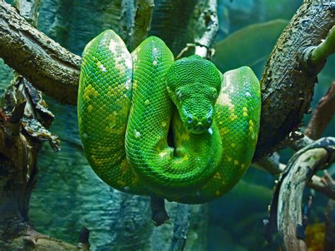 Our daily picks of Your Take's best | Pet snake, Emerald tree boa ...