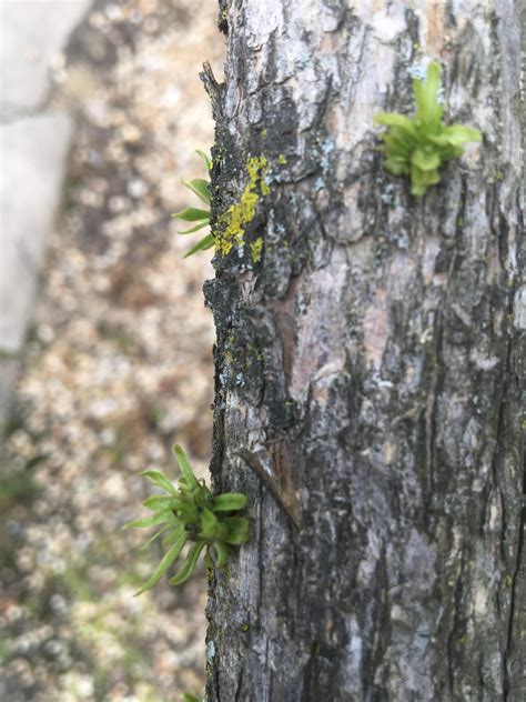 These tree suckers on a tree : r/pics