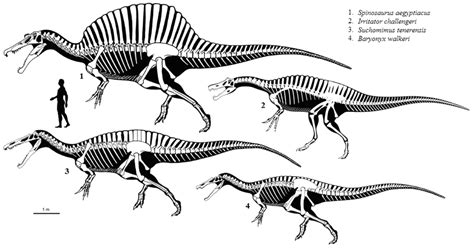 Spinosaurus, Suchomimus, Baryonyx and Irritator, what were they? Weren't they all just the same?