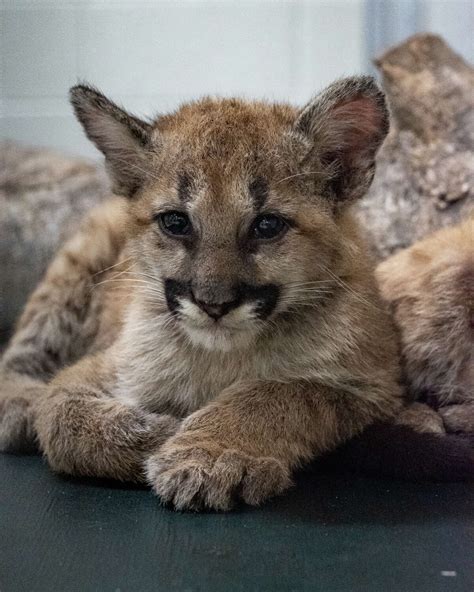 UH welcomes new cougar mascot Shasta VII and brother Louie