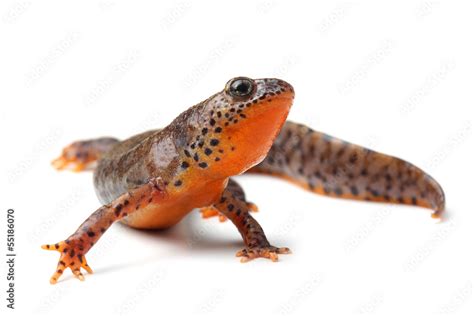 Carpathian newt (Lissotriton montandoni) on white Stock Photo | Adobe Stock