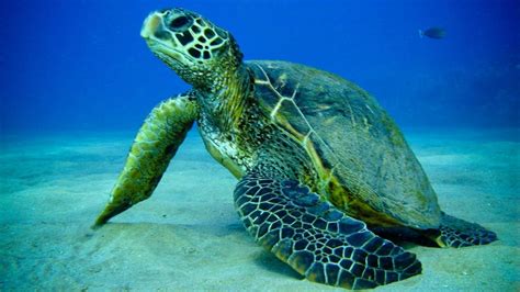 Beautiful Wallpapers: Turtle hd wallpaper