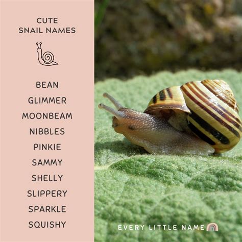 120+ Best Snail Names (Cute, Cool, and Funny) - Every Little Name