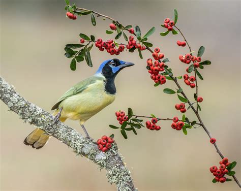 Meet the Gorgeous Green Jay, a Tropical Wonder - Birds and Blooms