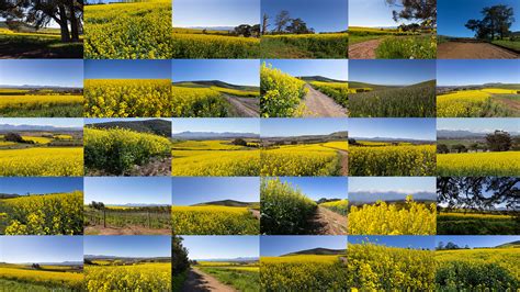 ArtStation - Canola flower fields | Resources