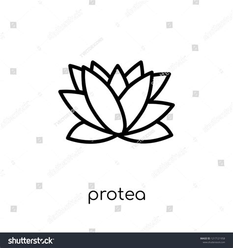 Protea Icon Trendy Modern Flat Linear Stock Vector (Royalty Free) 1217121958 | Shutterstock