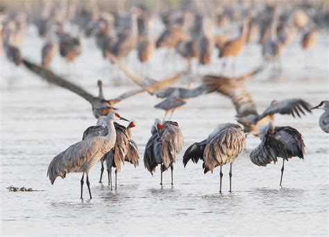 Sandhills Cranes, Nebraska - Linton Wildlife Photos - Thru Our Eyes ...