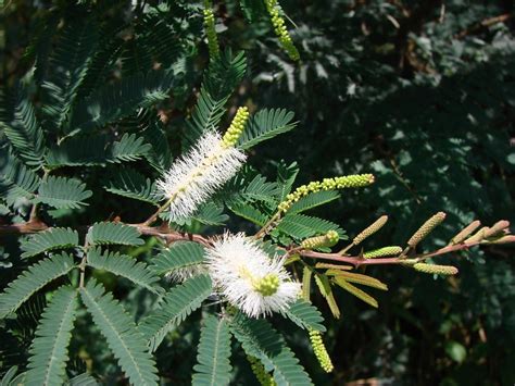 Mimosa tenuiflora - Alchetron, The Free Social Encyclopedia