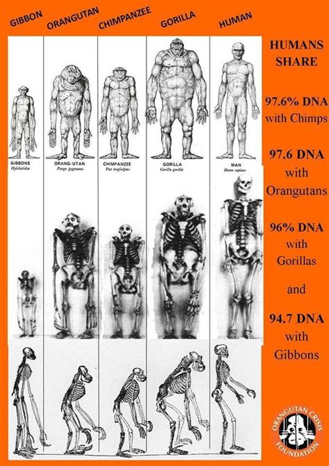 Our Primate Family | Animals reference, Primates, Wildlife