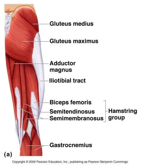 Image result for anatomy of hamstring muscles | Hamstring muscles, Muscle anatomy, Hamstring cramps