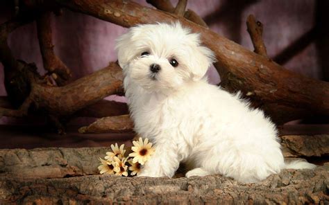 Cute Dogs And Puppies Wallpapers - Wallpaper Cave