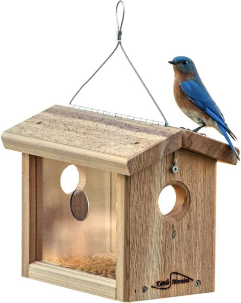 5 Best Bluebird Mealworm Feeders for 2020 (Top Reviews)