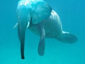 Just like an elephant and a manatee … | The Molecular Ecologist