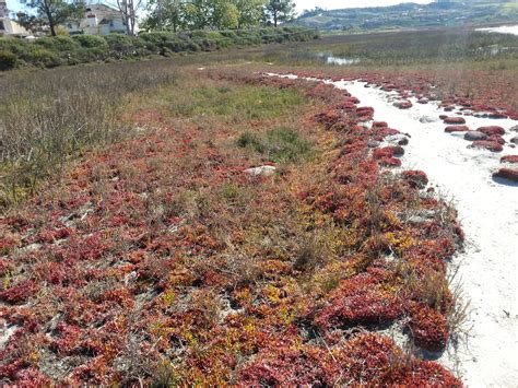 Enhancing Wildlife Corridors + Agua Hedionda Lagoon | Nature Collective