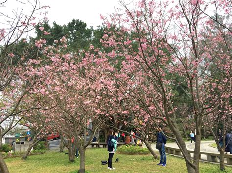 Cherry Blossoms | Yangmingshan National Park in Taiwan – Althea's Adventures