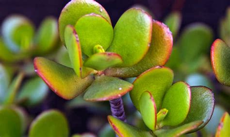 Jade Plant Pruning For Great Succulent Growth Epic Gardening