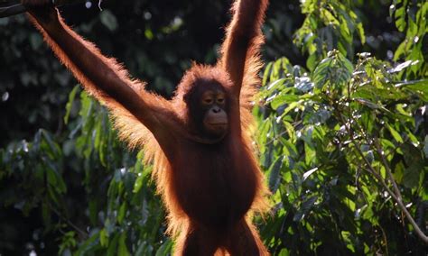 Top Shot: Borneo | Blog Posts | WWF