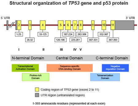 1: Structure of TP53 gene and P53 protein (Schulz, 2007) | Download Scientific Diagram