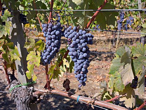 Nebbiolo grapes Weisinger Vineyard Bear Creek Appellation Southern Oregon photo