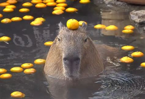 Why Do Capybaras Like Oranges? (This is the Reason) - Animal World Facts